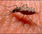 La malaria la transmite un mosquito. La vacuna se ha buscado por varios años. Es la primera vez que la OMS recomienda una vacuna. Foto: Archivo