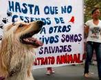 Cada vez hay más conciencia sobre la necesidad de luchar contra el maltrato animal. FOTO ARCHIVO EL COLOMBIANO 