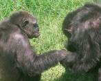 Es la primera vez que se documenta un animal ayudando a otro miembro de su especie a curar sus heridas. Foto: Archivo 