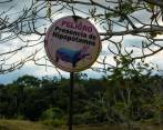 “Hay personas que opinan que los maten o que los esterilicen. Nosotros creemos que la mejor opción es buscar un lugar donde ellos puedan ser atendidos, ya que son animales que se encuentran en peligro extinción en sus lugares nativos”, expresó Ernesto Zazueta, el presidente de la Asociación de Zoológicos, Criaderos y Acuarios de México. FOTO: EL COLOMBIANO