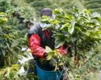 Fomentar el acceso a activos productivos para incrementar la productividad es uno de los objetivos del Conpes de la caficultura. FOTO Manuel Saldarriaga