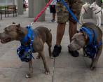 En la última semana se registraron dos casos de perros de raza pitbull que no tenían bozal y mataron a un niño en Bucaramanga y un gato en Bogotá. FOTO El Colombiano