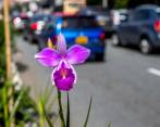 Las flores pueden oler a chocolate o incluso a basura, conozca por qué