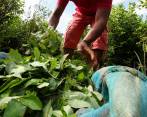 El proyecto de Comunes busca generar tratamientos más leves para pequeños cultivadores de coca. FOTO Manuel saldarriaga