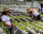 Las trabajadoras de las Terrazas Verdes vigilan que todos los cultivos estén en perfectas condiciones. FOTO JULIO CÉSAR HERRERA
