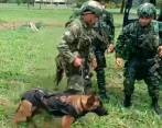 Comandos de Fuerzas Especiales con perros entrenados, acompañados de civiles que conocen la región, encabezan la búsqueda. FOTO: CORTESÍA FF.MM.