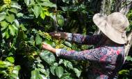 La producción cafetera en abril estuvo en línea con las proyecciones de cosecha anual de la Federación Nacional de Cafeteros. FOTO Manuel Saldarriaga