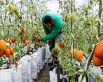 Según el Ministerio de Agricultura, los insumos agropecuarios tienen un impacto hasta del 78% en los costos de producción. FOTO jaime pérez