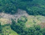 Exportadores de productos derivados de la ganadería y la agricultura deberán certificar que sus productos no provienen de zonas deforestadas. FOTO COLPRENSA