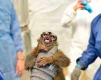 El operativo de rescate de fauna más grande en la historia de Colombia se realizó en el Centro de Investigación Científica Caucaseco. FOTO: Colprensa - CVC