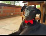 Tony era un cachorro de raza criolla que frecuentaba una escuela en zona rural de Jericó. FOTO CORTESÍA.