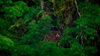 Así se ve el pichón de águila arpía en el nido. Foto Cortesía Proyecto Grandes Rapaces Colombia.