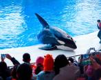La orca Lolita estuvo confinada en una piscina de unos 18 metros de longitud y una profundidad máxima de 6 metros. FOTO Getty