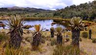 El páramo de Belmira es llamado “la fábrica de agua” ya que gran parte del departamento antioqueño se beneficia de sus afluentes. Foto: Juan Antonio Sánchez