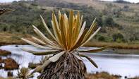 En el páramo de Belmira se encuentran frailejones y pastizales con vegetación boscosa de alta montaña. Foto: Juan Antonio Sánchez