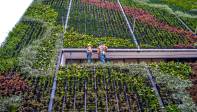 Estos proyectos no solo embellecen el paisaje urbano de la ciudad sino que cumplen con una función ambiental. Foto: Juan Antonio Sánchez Ocampo