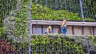 En los cinco jardines verticales se sembraron 22.8000 plantas con capacidad para absorber 88.920 kilogramos de polvo y 1.466 kilogramos de metales pesados cada año. Foto: Juan Antonio Sánchez Ocampo