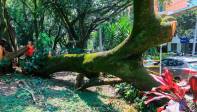 La existencia de un árbol trae un riesgo inherente de caída, la única forma de minimizarlo es brindarle los mejores cuidados. Foto Esneyder Gutiérrez