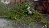 En el barrio Campo Valdés un árbol se cayó sobre dos vehículos. Foto: Julio Herrera