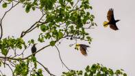 La oropéndola crestada (Psarocolius decumanus) habita zonas bajas como Urabá, donde fueron fotografíados estos individuos. Foto: Carlos Velásquez