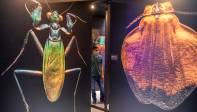El montaje comprende más de 30 especies entre escarabajos, abejas, saltamontes y mariposas. Foto: Carlos Velásquez