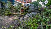 Medellín cuenta con 424.910 árboles y según su estado de salud son susceptible de caída. Foto Manuel Saldarriaga
