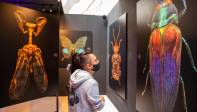 Es un trabajo de mucha paciencia: tres semanas se demora el fotógrafo para realizar una sola foto de cualquier insecto. Foto: Carlos Velásquez