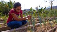 En el corregimiento se desarrollan diferentes proyectos productivos como las huertas colectivas, la avicultura y piscicultura. FOTO CARLOS VELÁSQUEZ