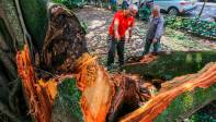 Los desplome se dan tras fuertes tormentas pero también se han dado casos en que caen sin previo aviso como ocurrió hace unos días en el primer parque de Laureles. Foto Esneyder Gutiérrez