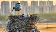 Las autoridades locales del medio ambiente esperan que las aves incuben exitosamente sus huevos y tengan buen número de crías. Foto: Getty