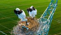  El año pasado las cigüeñas criaron cuatro pájaros sobre está misma torre. Foto Getty