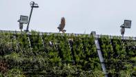 En la instalación de los jardines se invirtieron 948 millones de pesos y se generaron 59 empleos entre profesionales, contratistas y mano de obra no calificada. Foto: Juan Antonio Sánchez Ocampo