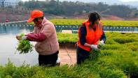 En China múltiples agricultores han decidido apostar por cultivar el berro para su consumo y comercialización Foto: Getty
