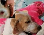 El último caso fue contra una perrita criolla de Marinilla. Foto: Cortesía. 