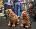Mascotas de Darío Gómez estuvieron en homenaje para que no se sintieran abandonadas