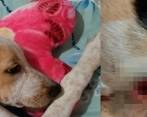 El animal recibió un disparo en un costado. FOTO: Cortesía