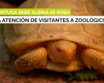 Exótica tortuga de Galápagos albina nace en zoológico de Suiza 