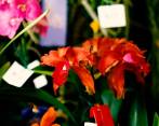 Florecer: el parche que le pone color a la Feria