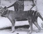 Era considerado un marsupial por la bolsa en la que terminaban de desarrollarse sus crías. El último murió en el zoológico de Hobart en Australia hace 86 años. FOTO: CORTESÍA
