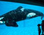 Kiska en MarineLand. Foto: Change.org