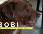 El Perro más longevo del mundo tiene 30 años 