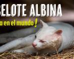 Ocelote albina en Antioquia, ¡única en el mundo!