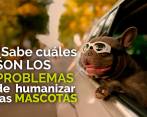 ¿Sabe cuáles son los problemas de humanizar a las mascotas?