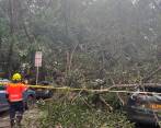 Bomberos Medellín atendió el colapso de este árbol en el primer parque de Laureles. FOTO: CORTESÍA
