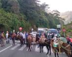 Hasta caballos utilizaron los manifestantes para hacer el bloqueo en la vía al Occidente. FOTO: CORTESÍA
