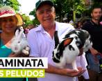 Hasta conejos participaron en la caminata de los peludos