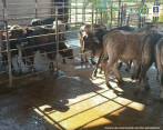 En los corrales encontraron 44 cerdos, 24 vacas y un búfalo. FOTO: CORTESÍA FISCALÍA
