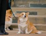 Los corgis Muick y Sandy fueron los fieles compañeros que estuvieron con la Reina Isabel II hasta su muerte. FOTO: Twitter