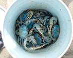 Los cangrejos azules, en peligro de extinción, fueron incautados en la tarde del 11 de abril. FOTO: CORTESÍA CORPOURABÁ