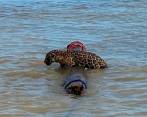 Este fue el jaguar encontrado por los miembros del Guardacostas, en la desembocadura del río León al golfo de Urabá. FOTO: CORTESÍA DE LA ARMADA.